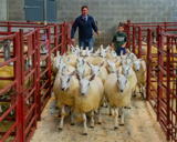 Second prize pen of ewe lambs from PW Hedley Swinside